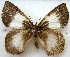  ( - MLIB-1617)  @14 [ ] CreativeCommons - Attribution (2015) Michel Libert Centre for Biodiversity Genomics