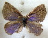  ( - MLIB-1663)  @13 [ ] CreativeCommons - Attribution (2015) Michel Libert Centre for Biodiversity Genomics