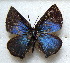  ( - MLIB-1703)  @12 [ ] CreativeCommons - Attribution (2015) Michel Libert Centre for Biodiversity Genomics
