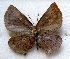 ( - MLIB-1703)  @12 [ ] CreativeCommons - Attribution (2015) Michel Libert Centre for Biodiversity Genomics