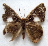  ( - MLIB-1712)  @13 [ ] CreativeCommons - Attribution (2015) Michel Libert Centre for Biodiversity Genomics