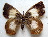  ( - MLIB-1716)  @14 [ ] CreativeCommons - Attribution (2015) Michel Libert Centre for Biodiversity Genomics