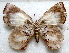  ( - MLIB-1716)  @14 [ ] CreativeCommons - Attribution (2015) Michel Libert Centre for Biodiversity Genomics