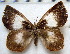  ( - MLIB-1717)  @14 [ ] CreativeCommons - Attribution (2015) Michel Libert Centre for Biodiversity Genomics