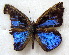  ( - MLIB-1746)  @12 [ ] CreativeCommons - Attribution (2015) Michel Libert Centre for Biodiversity Genomics