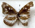  ( - MLIB-1746)  @12 [ ] CreativeCommons - Attribution (2015) Michel Libert Centre for Biodiversity Genomics
