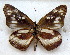  ( - MLIB-1747)  @11 [ ] CreativeCommons - Attribution (2015) Michel Libert Centre for Biodiversity Genomics
