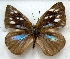  ( - MLIB-1748)  @13 [ ] CreativeCommons - Attribution (2015) Michel Libert Centre for Biodiversity Genomics