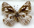  (Cerautola semibrunnea semibrunnea - MLIB-1748)  @13 [ ] CreativeCommons - Attribution (2015) Michel Libert Centre for Biodiversity Genomics