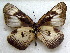  ( - MLIB-1749)  @14 [ ] CreativeCommons - Attribution (2015) Michel Libert Centre for Biodiversity Genomics