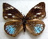  (Cerautola crowleyi crowleyi - MLIB-1752)  @13 [ ] CreativeCommons - Attribution (2015) Michel Libert Centre for Biodiversity Genomics