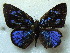  ( - MLIB-1790)  @11 [ ] CreativeCommons - Attribution (2015) Michel Libert Centre for Biodiversity Genomics