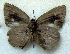  ( - MLIB-1790)  @11 [ ] CreativeCommons - Attribution (2015) Michel Libert Centre for Biodiversity Genomics