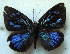  ( - MLIB-1791)  @12 [ ] CreativeCommons - Attribution (2015) Michel Libert Centre for Biodiversity Genomics