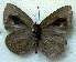 ( - MLIB-1791)  @12 [ ] CreativeCommons - Attribution (2015) Michel Libert Centre for Biodiversity Genomics