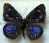  ( - MLIB-1792)  @12 [ ] CreativeCommons - Attribution (2015) Michel Libert Centre for Biodiversity Genomics