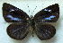  ( - MLIB-1794)  @12 [ ] CreativeCommons - Attribution (2015) Michel Libert Centre for Biodiversity Genomics