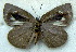  ( - MLIB-1794)  @12 [ ] CreativeCommons - Attribution (2015) Michel Libert Centre for Biodiversity Genomics