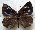  ( - MLIB-1801)  @12 [ ] CreativeCommons - Attribution (2015) Michel Libert Centre for Biodiversity Genomics