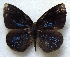  ( - MLIB-1804)  @13 [ ] CreativeCommons - Attribution (2015) Michel Libert Centre for Biodiversity Genomics