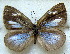  ( - MLIB-1819)  @12 [ ] CreativeCommons - Attribution (2015) Michel Libert Centre for Biodiversity Genomics