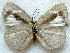  ( - MLIB-1819)  @12 [ ] CreativeCommons - Attribution (2015) Michel Libert Centre for Biodiversity Genomics
