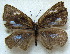  ( - MLIB-1820)  @12 [ ] CreativeCommons - Attribution (2015) Michel Libert Centre for Biodiversity Genomics