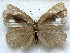 ( - MLIB-1820)  @12 [ ] CreativeCommons - Attribution (2015) Michel Libert Centre for Biodiversity Genomics