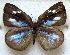  ( - MLIB-1821)  @12 [ ] CreativeCommons - Attribution (2015) Michel Libert Centre for Biodiversity Genomics