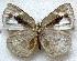  ( - MLIB-1821)  @12 [ ] CreativeCommons - Attribution (2015) Michel Libert Centre for Biodiversity Genomics