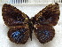  ( - MLIB-1824)  @13 [ ] CreativeCommons - Attribution (2015) Michel Libert Centre for Biodiversity Genomics