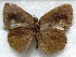  ( - MLIB-1824)  @13 [ ] CreativeCommons - Attribution (2015) Michel Libert Centre for Biodiversity Genomics