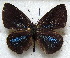  ( - MLIB-1825)  @13 [ ] CreativeCommons - Attribution (2015) Michel Libert Centre for Biodiversity Genomics