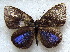  ( - MLIB-1833)  @11 [ ] CreativeCommons - Attribution (2015) Michel Libert Centre for Biodiversity Genomics