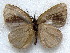  ( - MLIB-1833)  @11 [ ] CreativeCommons - Attribution (2015) Michel Libert Centre for Biodiversity Genomics