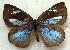  ( - MLIB-1848)  @12 [ ] CreativeCommons - Attribution (2015) Michel Libert Centre for Biodiversity Genomics