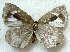  ( - MLIB-1848)  @12 [ ] CreativeCommons - Attribution (2015) Michel Libert Centre for Biodiversity Genomics