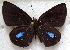  ( - MLIB-1851)  @11 [ ] CreativeCommons - Attribution (2015) Michel Libert Centre for Biodiversity Genomics