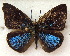  ( - MLIB-1855)  @12 [ ] CreativeCommons - Attribution (2015) Michel Libert Centre for Biodiversity Genomics