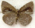  ( - MLIB-1855)  @12 [ ] CreativeCommons - Attribution (2015) Michel Libert Centre for Biodiversity Genomics