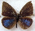  ( - MLIB-1857)  @12 [ ] CreativeCommons - Attribution (2015) Michel Libert Centre for Biodiversity Genomics