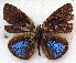  ( - MLIB-1858)  @12 [ ] CreativeCommons - Attribution (2015) Michel Libert Centre for Biodiversity Genomics