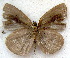  ( - MLIB-1858)  @12 [ ] CreativeCommons - Attribution (2015) Michel Libert Centre for Biodiversity Genomics