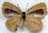  ( - MLIB-1869)  @11 [ ] CreativeCommons - Attribution (2015) Michel Libert Centre for Biodiversity Genomics
