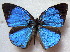  ( - MLIB-1874)  @13 [ ] CreativeCommons - Attribution (2015) Michel Libert Centre for Biodiversity Genomics