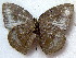  ( - MLIB-1874)  @13 [ ] CreativeCommons - Attribution (2015) Michel Libert Centre for Biodiversity Genomics