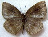  ( - MLIB-1878)  @14 [ ] CreativeCommons - Attribution (2015) Michel Libert Centre for Biodiversity Genomics