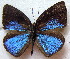  ( - MLIB-1879)  @13 [ ] CreativeCommons - Attribution (2015) Michel Libert Centre for Biodiversity Genomics