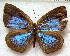  ( - MLIB-1886)  @13 [ ] CreativeCommons - Attribution (2015) Michel Libert Centre for Biodiversity Genomics