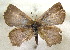  ( - MLIB-1901)  @11 [ ] CreativeCommons - Attribution (2016) Michel Libert Centre for Biodiversity Genomics